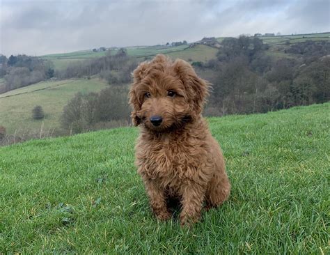 Image result for Cockapoo Dog