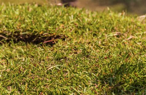 Why is Centipede Grass Seed So Expensive? (There are 2 Main Reasons ...