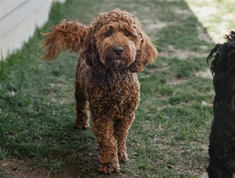 Image result for Cockapoo Breed
