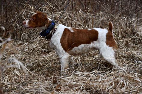 Brown Brittany Spaniel