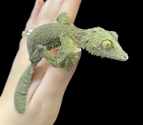Giant Leaf Tailed Gecko Common Leaf Tail Gecko