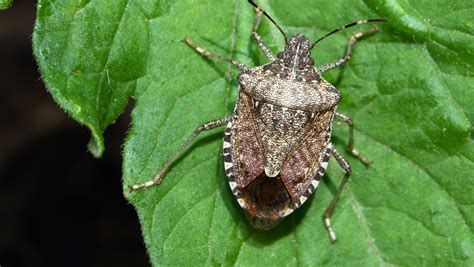 Stink Bug Removal | Identifying Stink Bugs | Doctor Pest