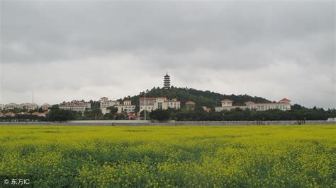 东莞桥头莲湖：一湖两花景色美