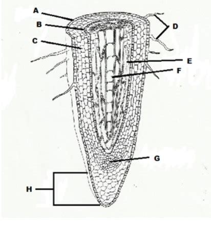 Image result for Root Python Diagram