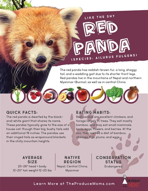 What Is A Pandas Main Food Source at Ann Sexton blog