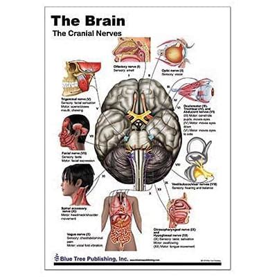 Blue Tree Publishing Brain Pathways and Cranial Nerves Support Card ...