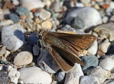 Gegenes nostrodamus (Lepidoptera, Hesperiidae), confirmed presence on ...