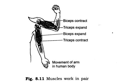 Image result for Class 6 Science Body Movements