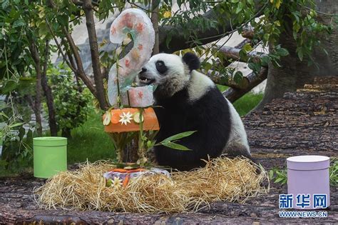 惬意！旅俄大熊猫“如意”和“丁丁”VLOG上新_腾讯视频