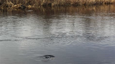 Trico Fly Tying Patterns 的图像结果