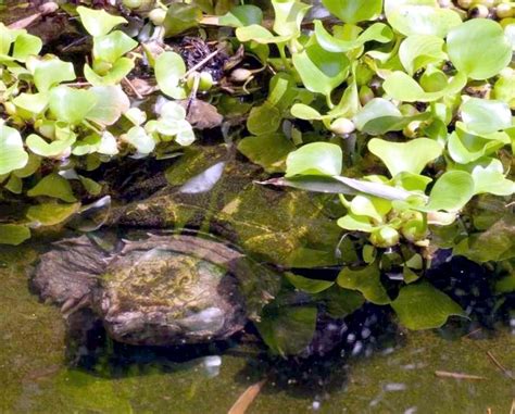 Image result for Alligator Snapping Turtle Location