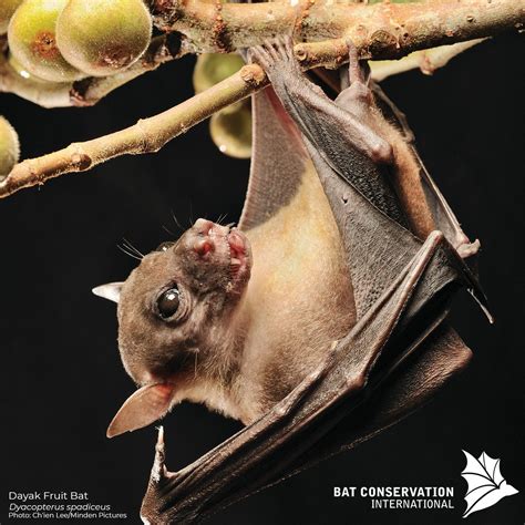 Egyptian Fruit Bat Facts