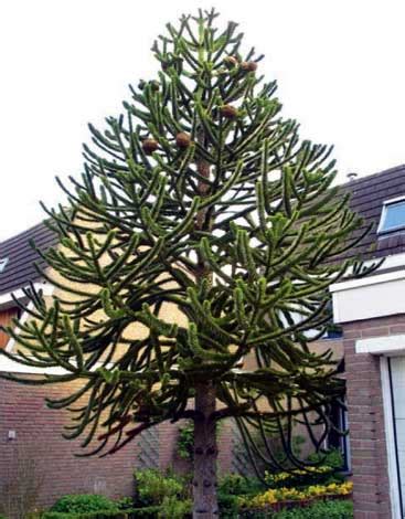 UNIQUE TREES - Outdoor Luxury