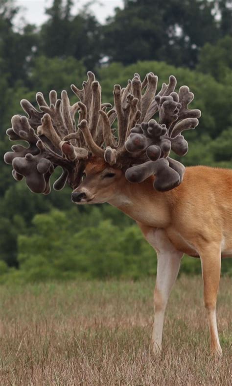 The World's First 1,000-Inch Buck, But Why?