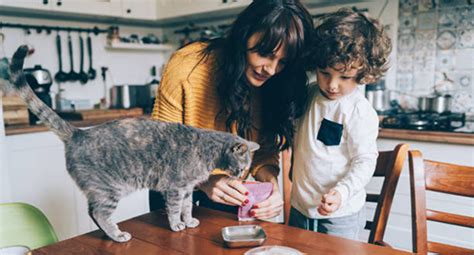 Health Concerns About Feeding Cats
