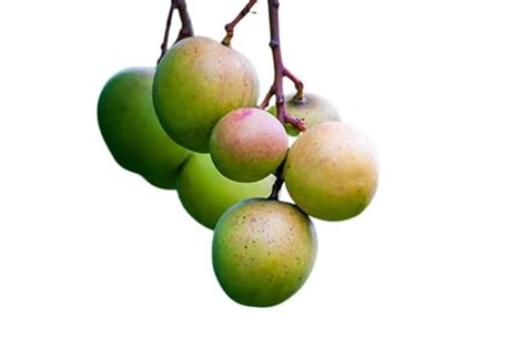 Plant Nursery Online Mango Baramasi, Aam baramasi, Punasa Grafted (Pack ...