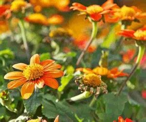 Mozette Tithonia flower Seed Price in India - Buy Mozette Tithonia ...