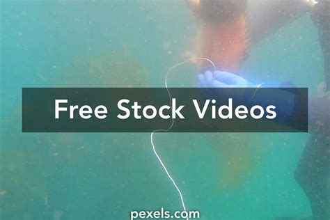 Fish Hunting 的图像结果