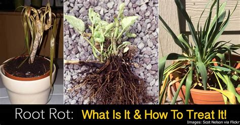 Image result for Plant Root Rot