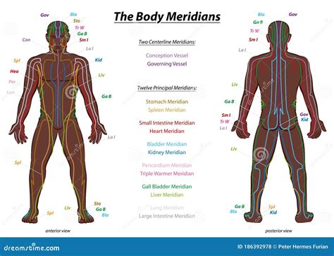 Body Meridians Chart Vector Illustration | CartoonDealer.com #66910370