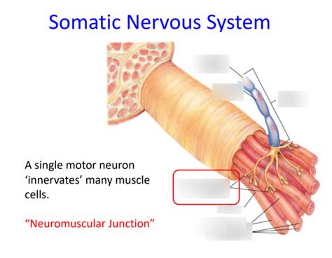 Somatic Nervous system Diagram | Quizlet