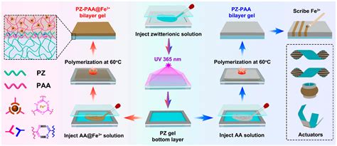 An Anisotropic Hydrogel by Programmable Ionic Crosslinking for ...