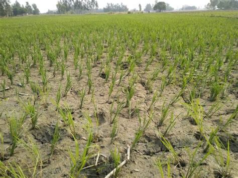 बारिश कम होने से मुश्किल में फंसी किसानी