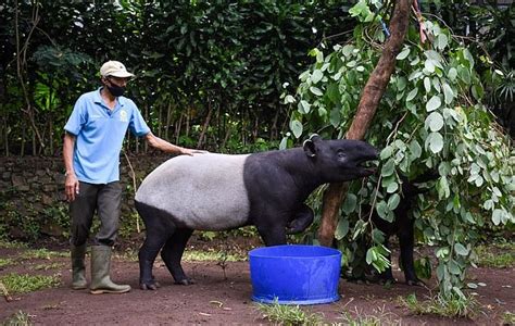 Thousands Of Animals Face Starvation As Zoos Run Out Of Food And Money ...