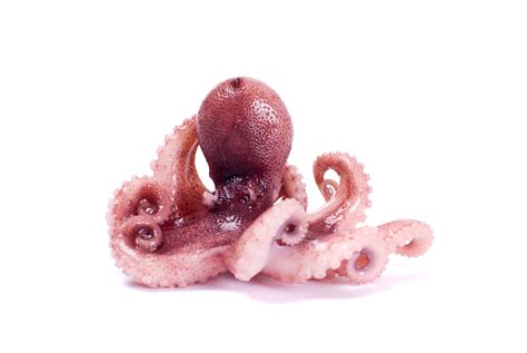 章鱼之大，一盘装不下！济州岛超美味章鱼海鲜炖 : KpopStarz娱乐