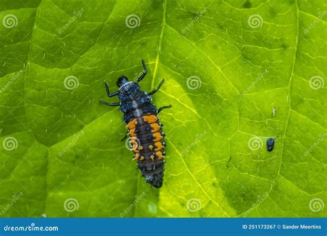Ladybug Larva Insect Coccinellidae Closeup Stock Image - Image of ...