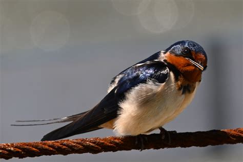 Swallowed Full Videos