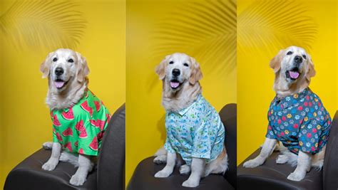 Your Dog's Fashion Itinerary For Special Days – 15 BUTTONS