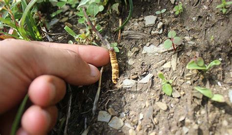 The hunt for Himalayan Viagra- The Week