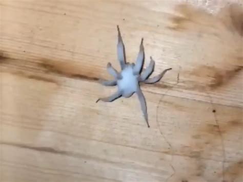 Zombie spiders infected by a fungus invade US homes. People fear 'The ...