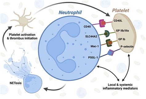 Frontiers | Platelet-neutrophil interaction in COVID-19 and vaccine-induced thrombotic ...