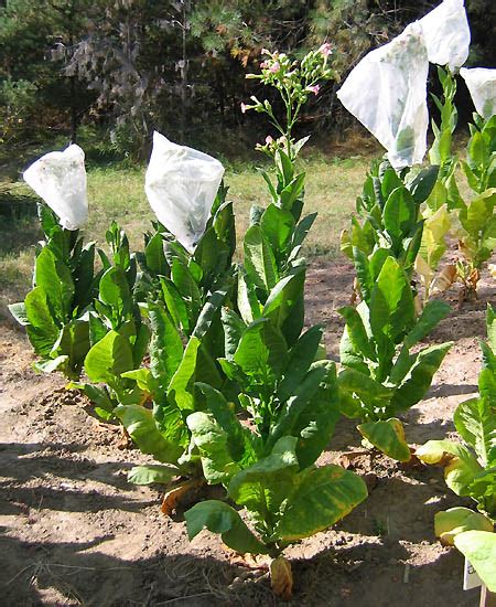 Northwest Tobacco Seeds Providing nicotiana seeds at wholesale prices ...