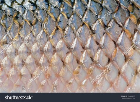 Scales Of Fish Close Up Stock Photo 124498057 : Shutterstock