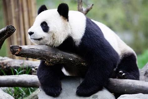 热点 _ 日本又向中国租借大熊猫，日本民众：借了能不还吗？