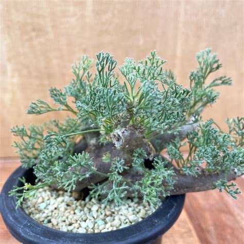 Sarcocaulon multifidum【サルコカウロン・ムルチフィズム】 | RIMO'S GREEN 【Saboten ...