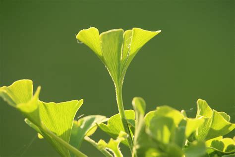 Ginkgo Biloba: Pros and Cons Explained - POP