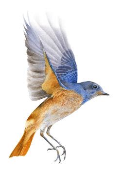 Flying Blue Bird Drawing