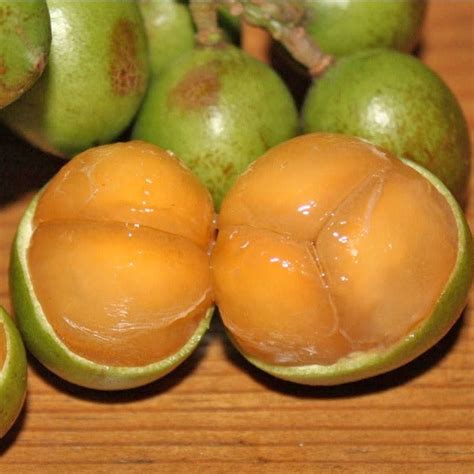 Spanish Lime Fruit Plant (Melicoccus bijugatus) – veliyathgardens
