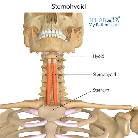 Sternohyoid | Rehab My Patient