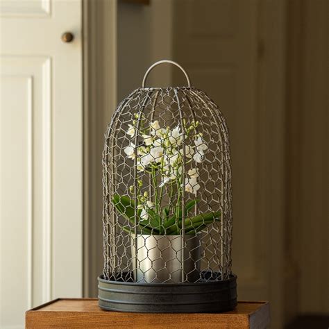 Buy Bird cage cloche and tray: Delivery by Waitrose Garden