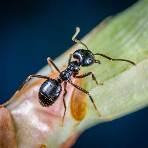 The Best Carpenter Ants Killer: How to Get Rid of Carpenter Ants ...