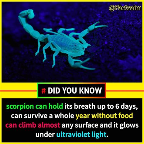 Fascinating Facts About Scorpions