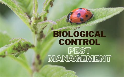 Biological Control Examples 的图像结果