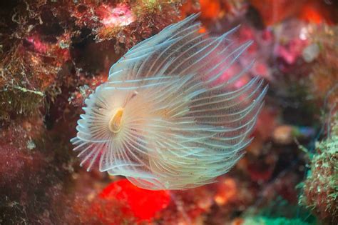 Facts About Bristle Worms (A Complete Guide)