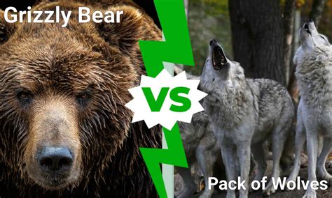 Epic Battles: A Massive Grizzly Bear vs. A Pack of Wolves - A-Z Animals