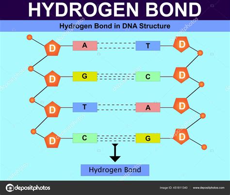 Hydrogen Bond Dna Structure Hydrogen Bond Structure Dna Stock Vector by ...